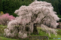 又兵衛桜