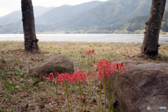 彼岸花の咲く風景10