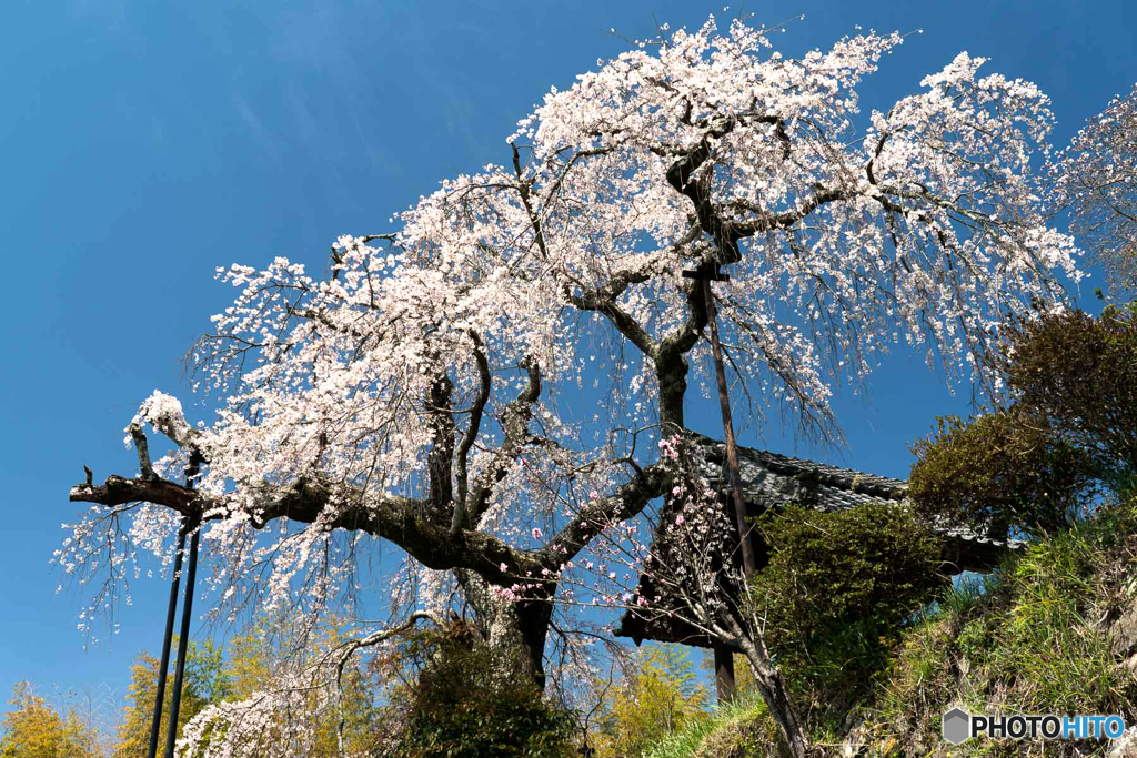 青空にしだれ桜