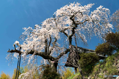 青空にしだれ桜