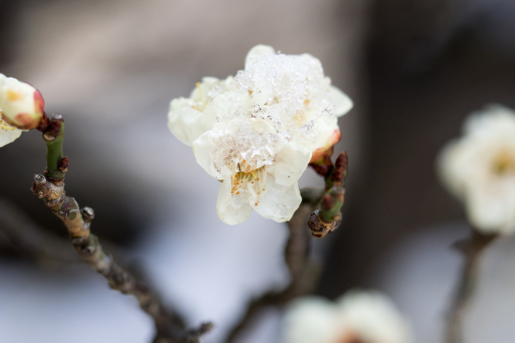 残雪と白梅