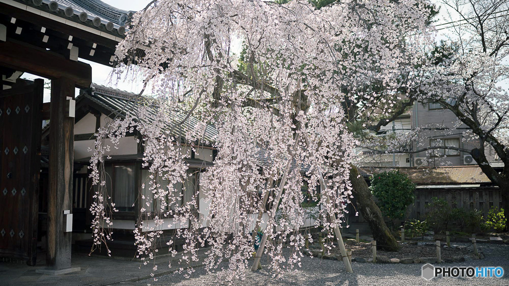 しだれ桜