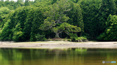 一本杉