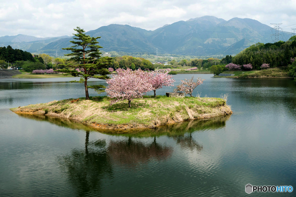 八重桜