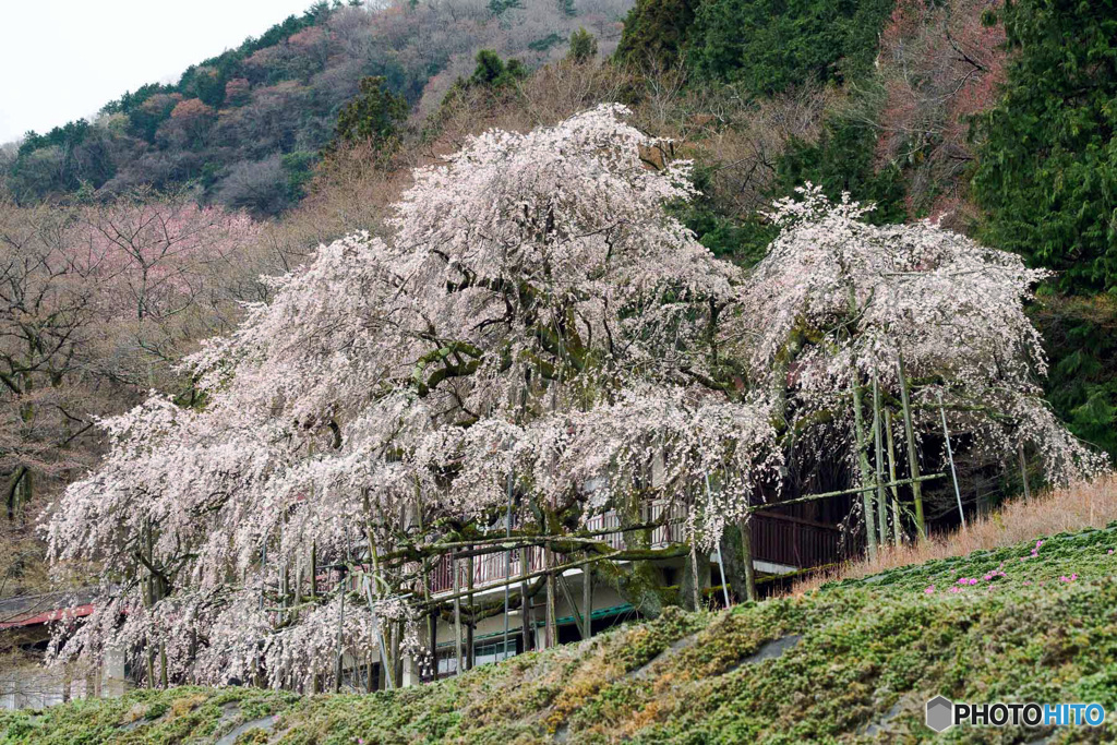 しだれ桜