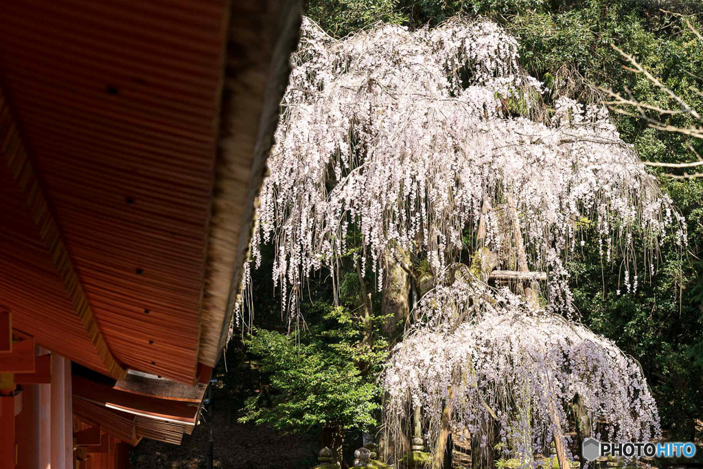 しだれ桜