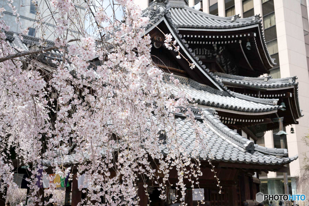 しだれ桜