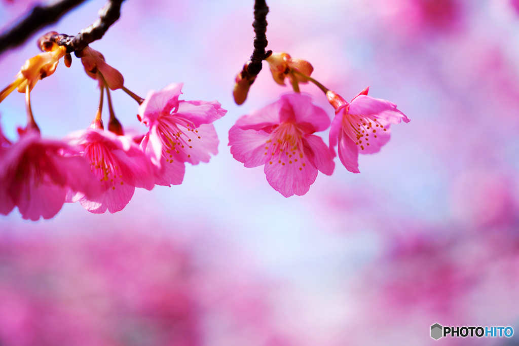 河津桜