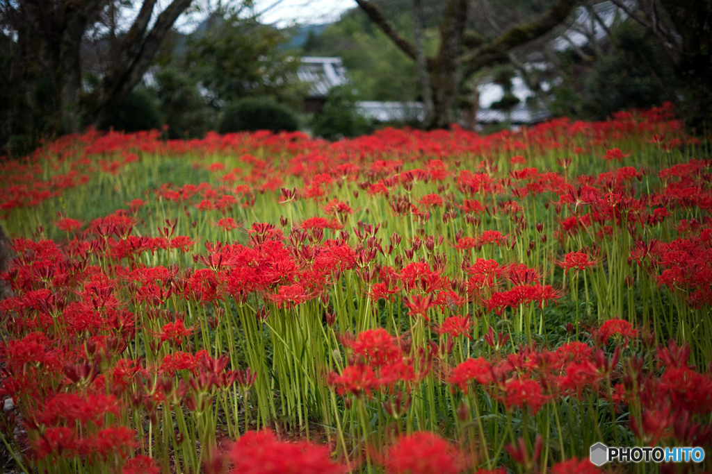曼珠沙華