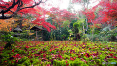 京都紅葉狩り ㉑
