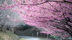 土肥桜