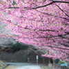 土肥桜