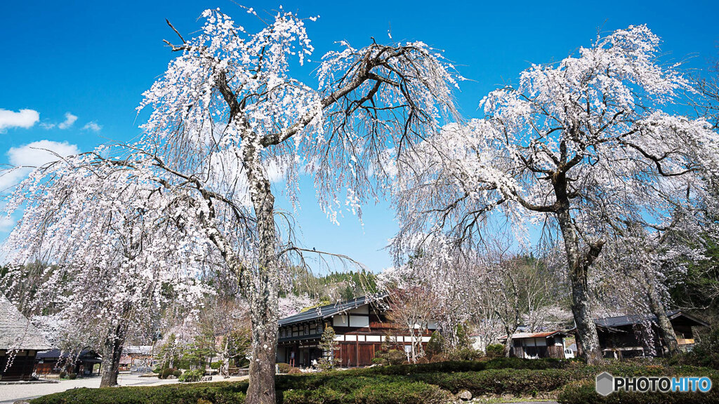 しだれ桜