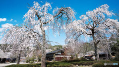 しだれ桜