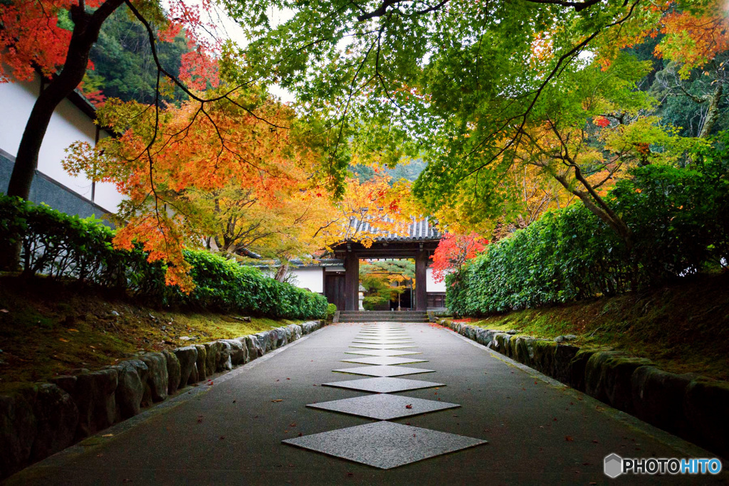 京都紅葉便り