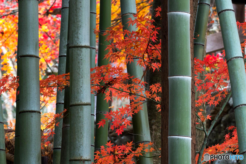 竹と紅葉