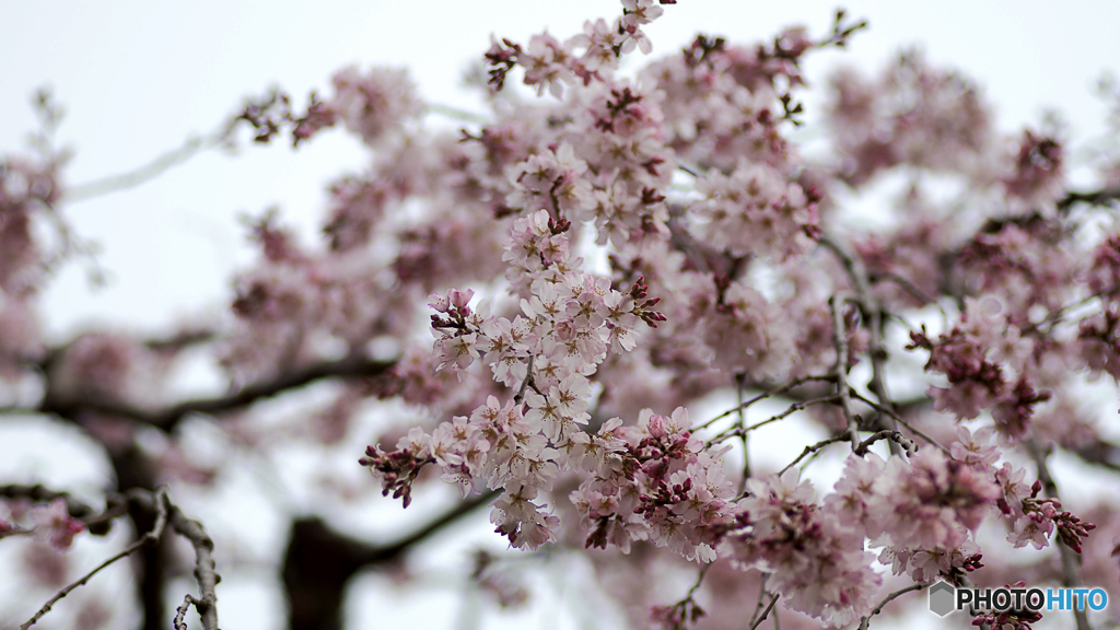 しだれ桜