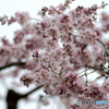 しだれ桜