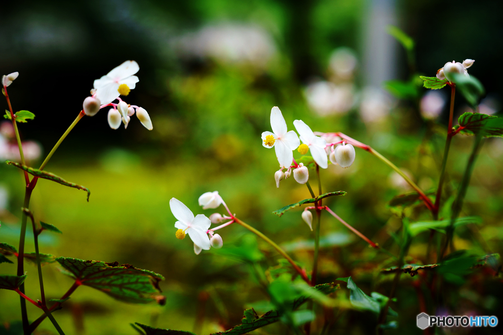 山野草