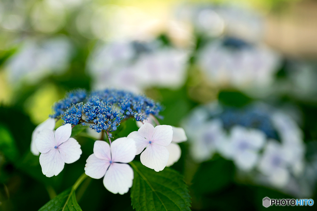 紫陽花