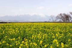 菜の花畑と比良山系