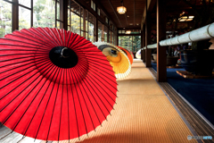 盆梅展と大山和傘