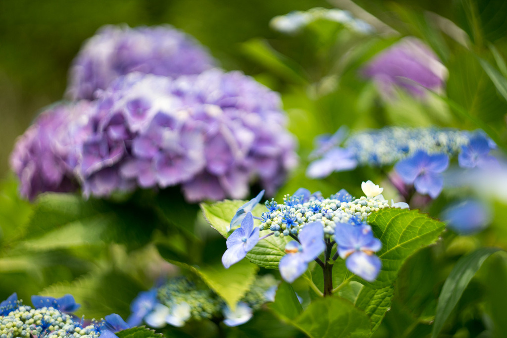 紫陽花