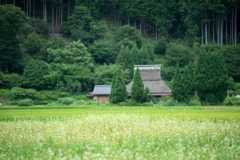 美山　かやぶきの里