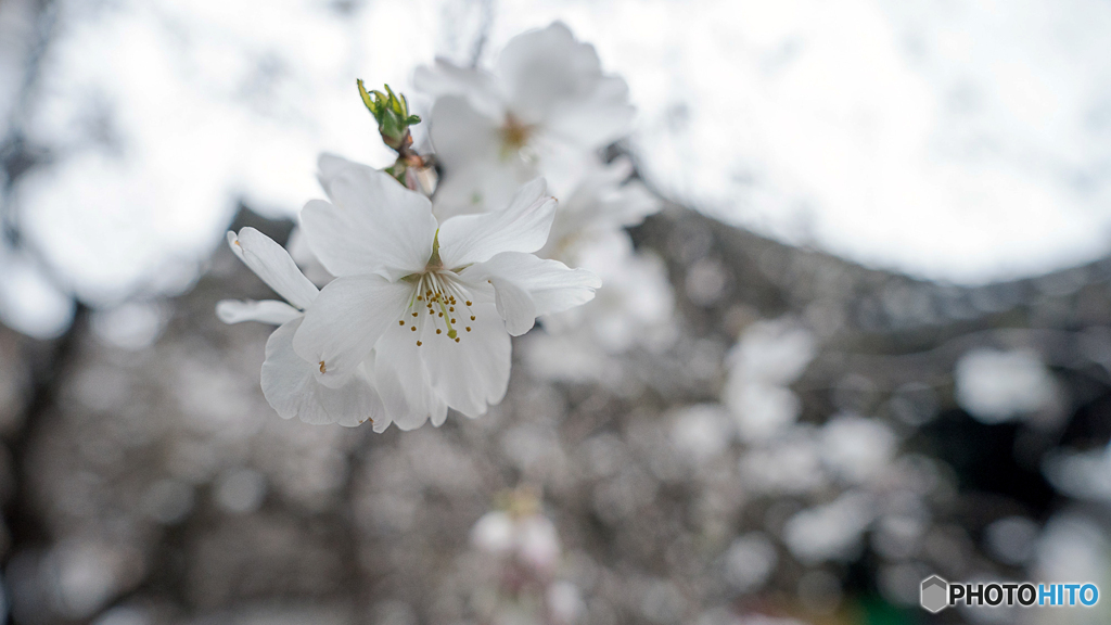 sakura