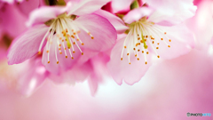 河津桜