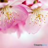 河津桜