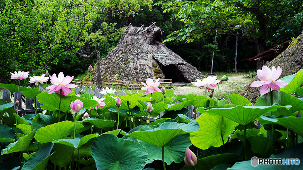 古代ハスと竪穴住居