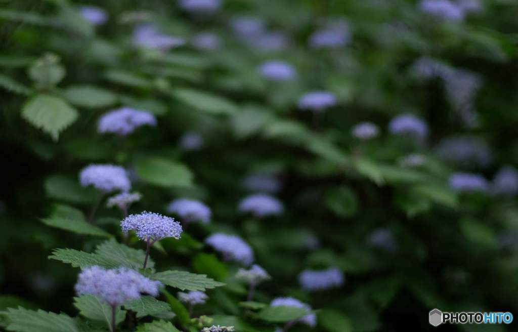 小紫陽花