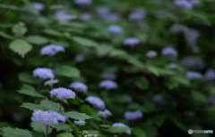 小紫陽花