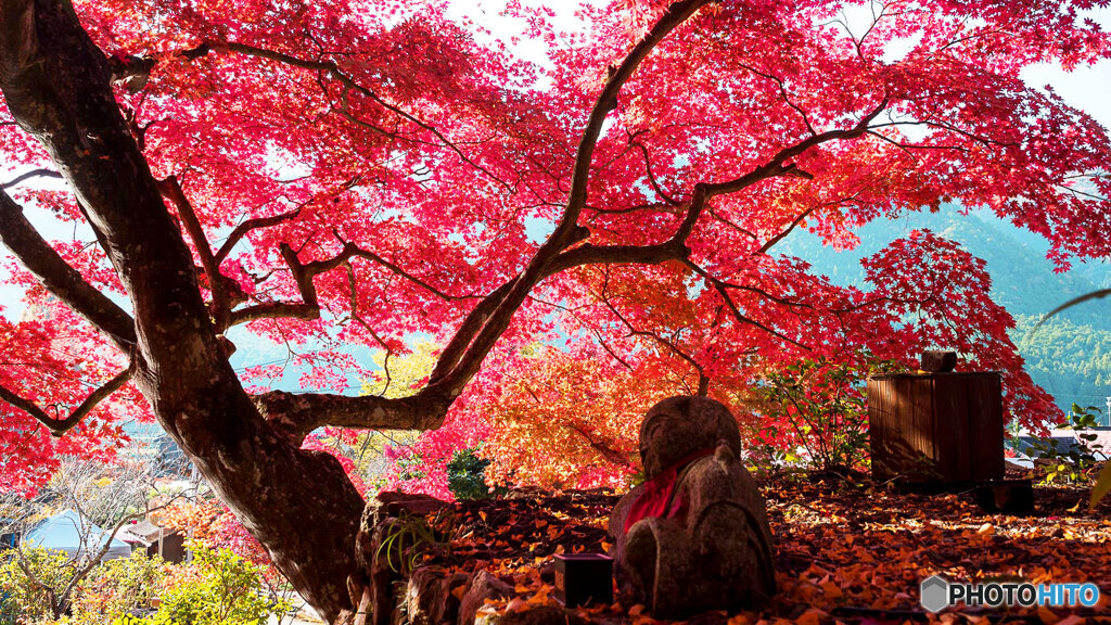 丹波紅葉めぐり ①