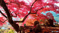 丹波紅葉めぐり ①