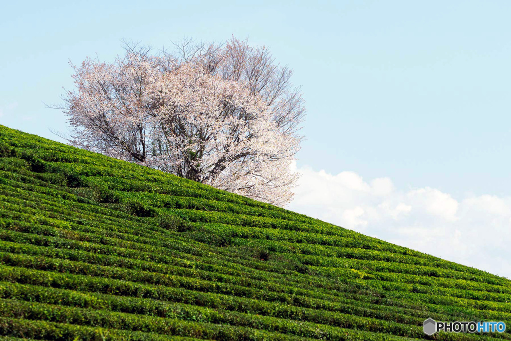 茶畑に咲く