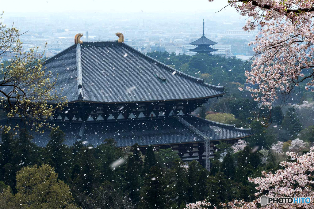 花吹雪