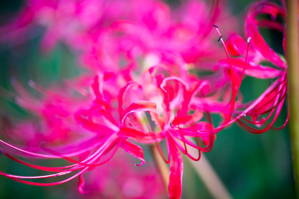 曼珠沙華