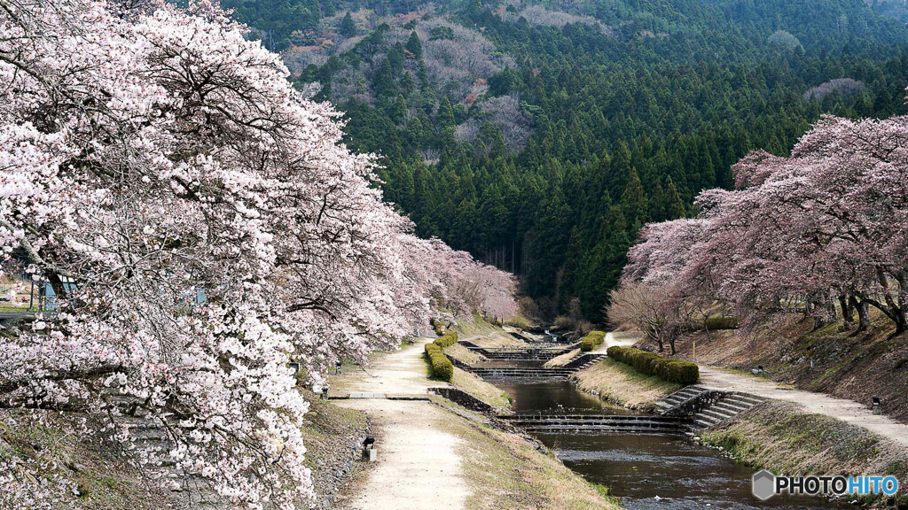桜並木