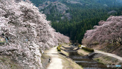 桜並木
