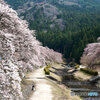 桜並木