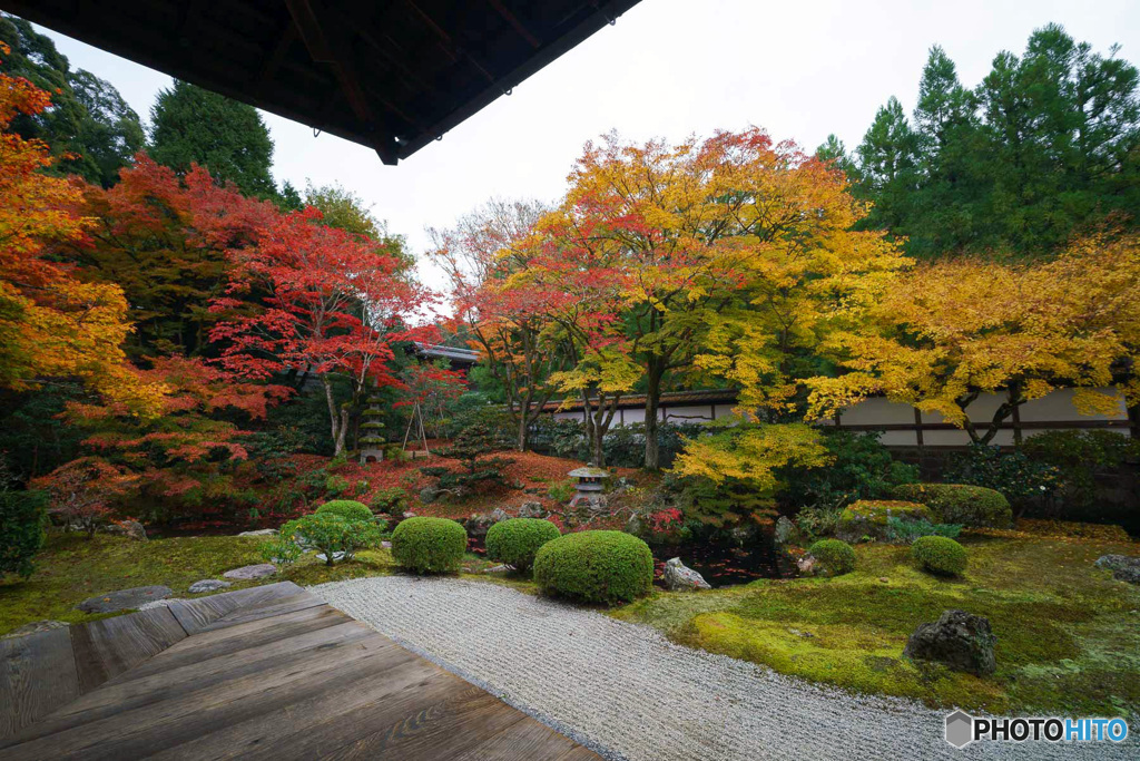 京都紅葉巡り