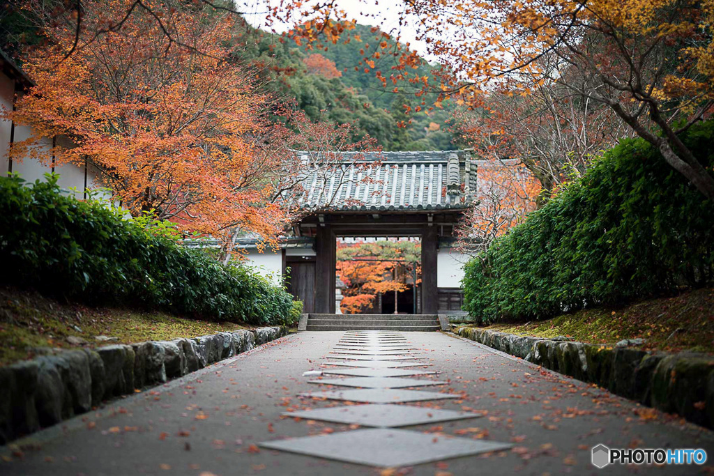 残り紅葉 ②