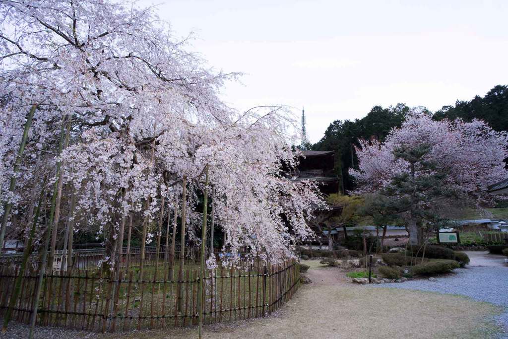 枝垂れ桜