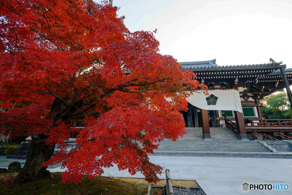 京都紅葉便り