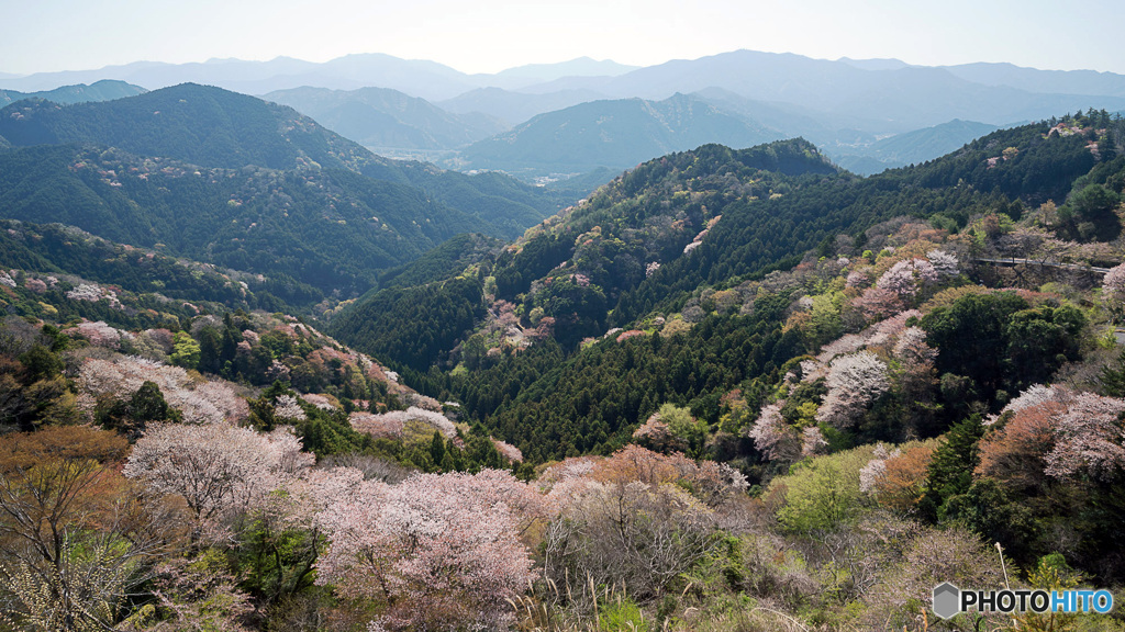山桜