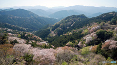山桜
