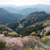 山桜