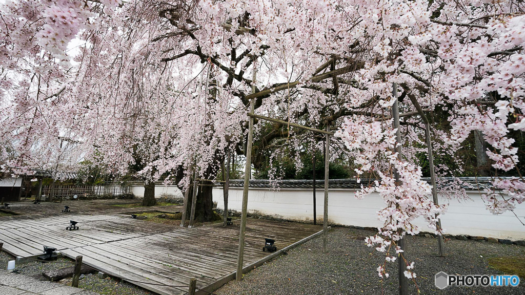 太閤しだれ桜